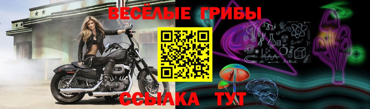 Псилоцибиновые грибы Cubensis Алейск